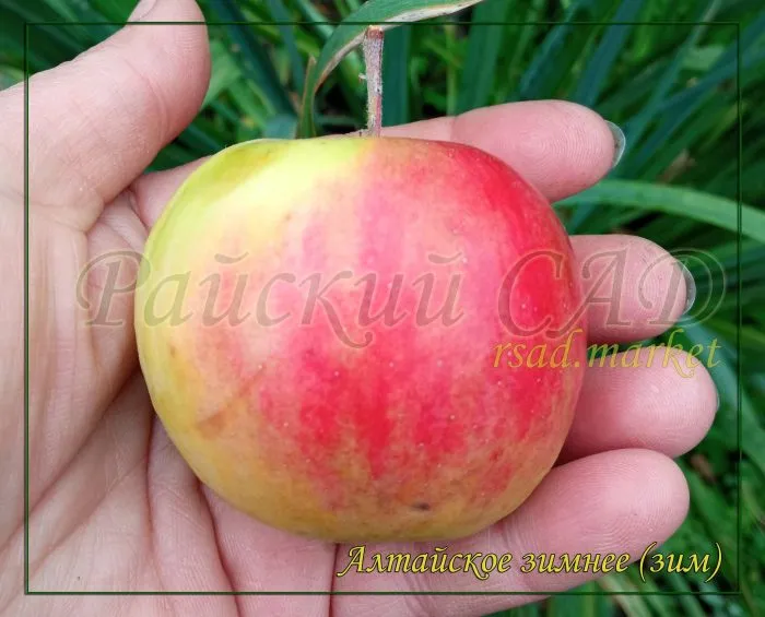 altayskoe-zimnee-4-213944