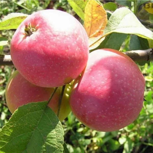 altayskoe-zimnee-6-213944