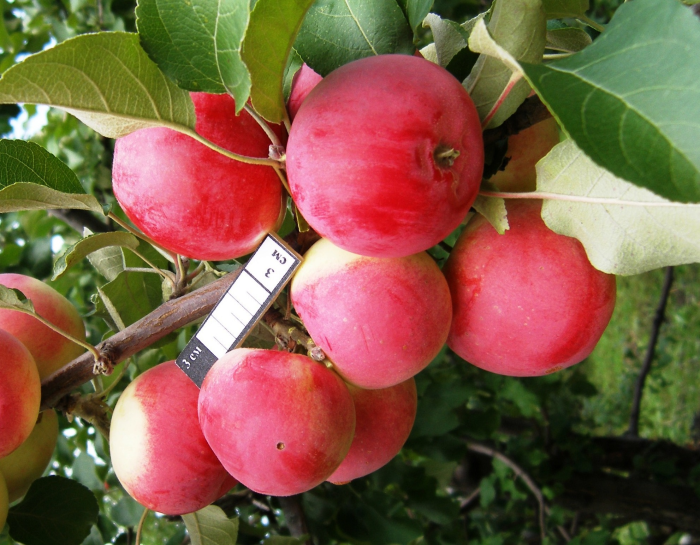 altayskoe-zimnee-7-213944