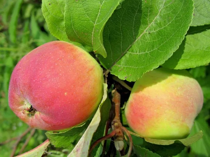 altayskoe-zimnee-8-213944