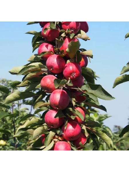 alye-parusa-1-219260