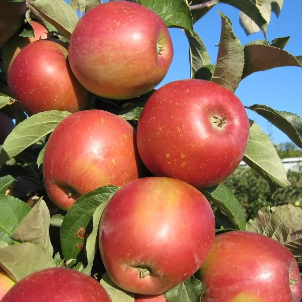 alye-parusa-4-219260