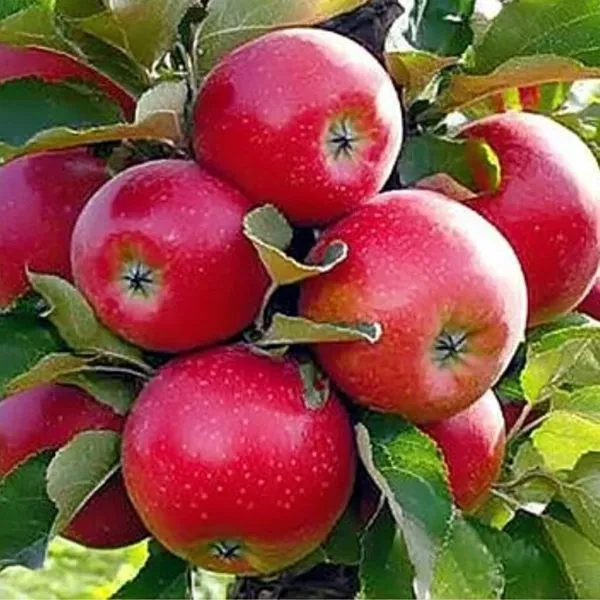 alye-parusa-main-219260