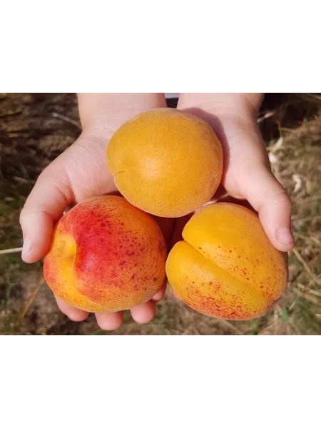 ananasnyy-main-224034