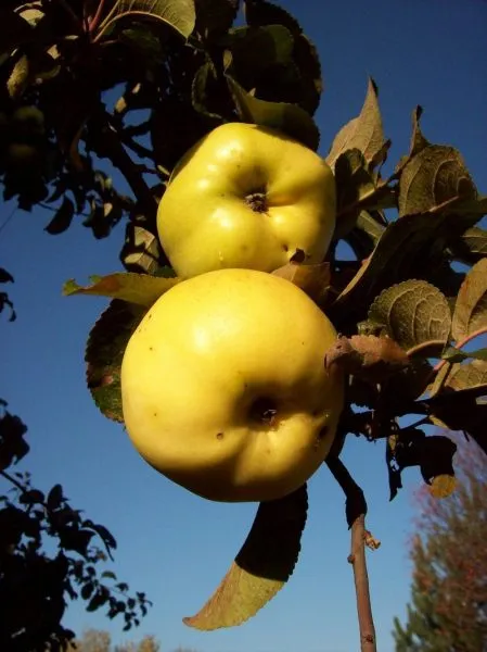 antonovka-zolotaya-3-215076