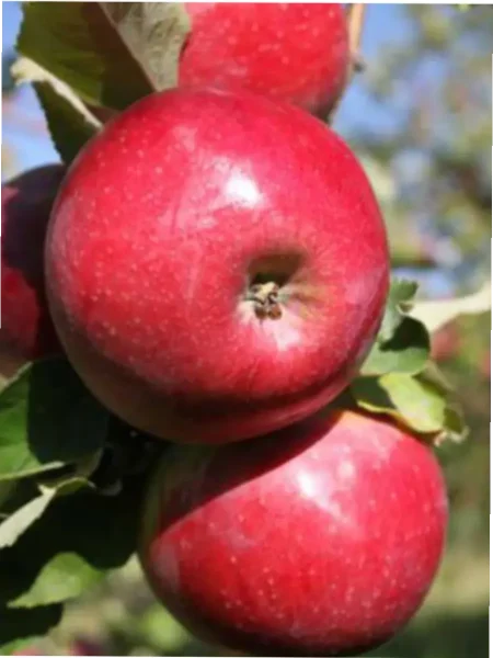 aport-dubrovskogo-2-220298