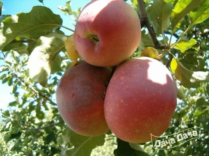 aport-dubrovskogo-3-220298