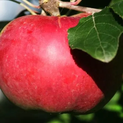 aport-dubrovskogo-4-220298