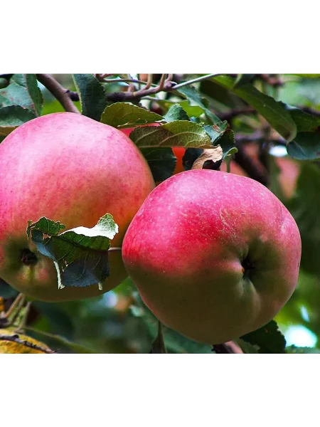 aport-dubrovskogo-main-220298