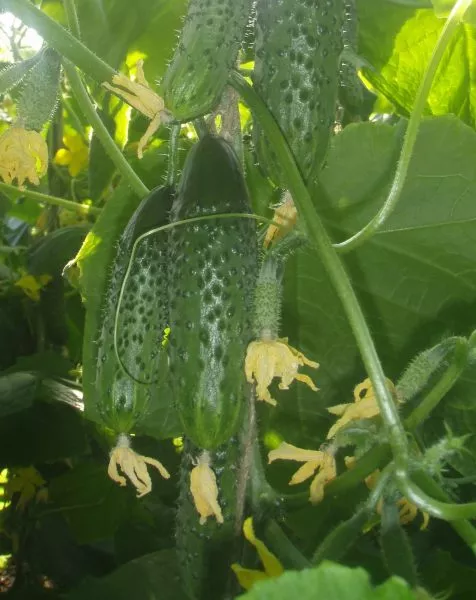 arlekino-main-206906