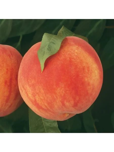 avgustovskiy-stoykiy-3-224330