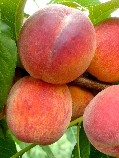 avgustovskiy-stoykiy-4-224330