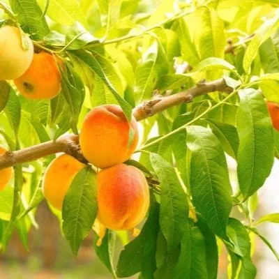 avgustovskiy-stoykiy-5-224330