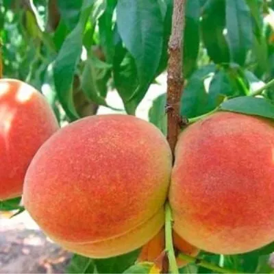 avgustovskiy-stoykiy-6-224330