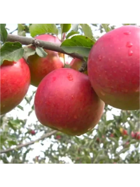 avrora-krymskaya-1-220099