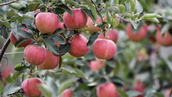 avrora-krymskaya-3-220099