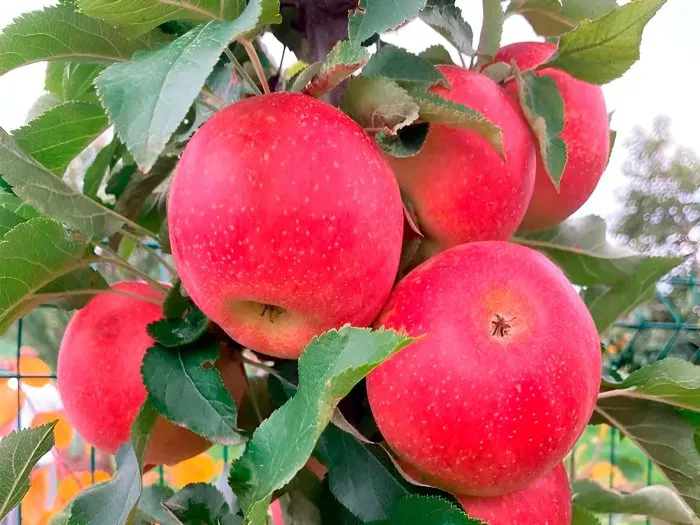 avrora-krymskaya-5-220099