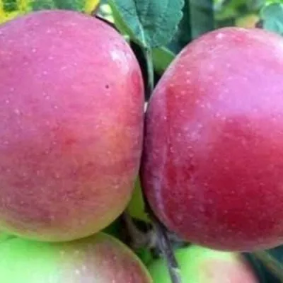 avrora-krymskaya-6-220099