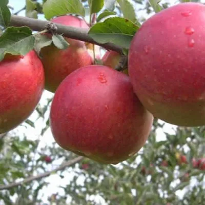 avrora-krymskaya-7-220099