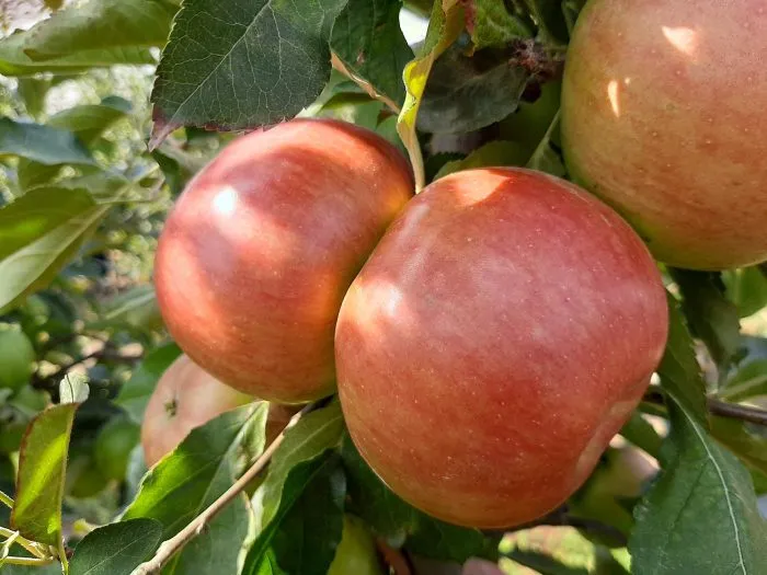 avrora-krymskaya-main-220099