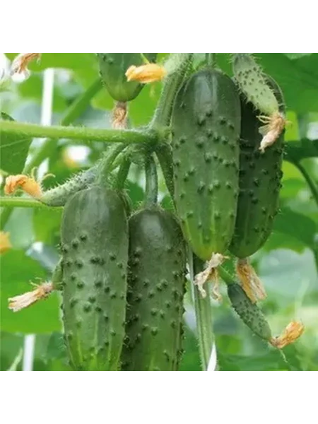 avtoritet-main-206922