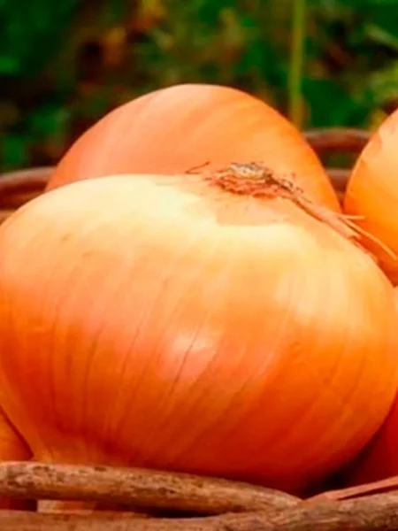 aylsa-greyg-1-221914