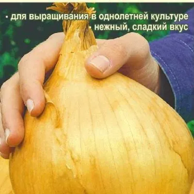 aylsa-greyg-3-221914