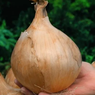 aylsa-greyg-main-221914