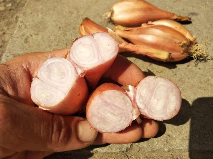 bananovyy-delikates-5-222428