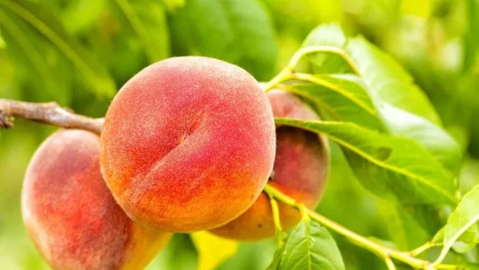 barhatnyy-sezon-2-224006