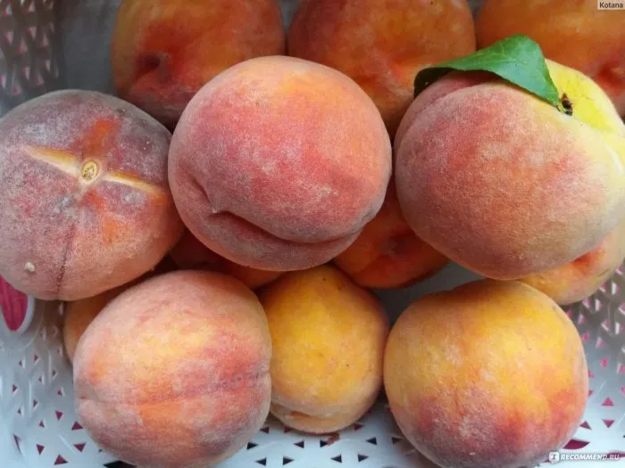 barhatnyy-sezon-4-224006