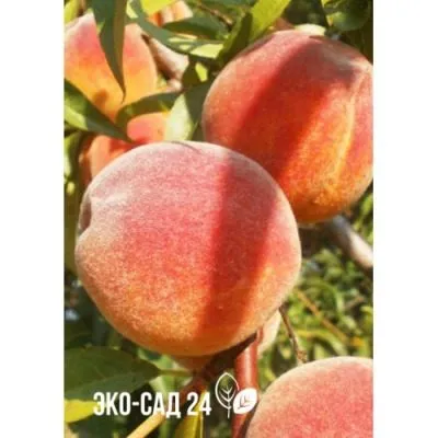 barhatnyy-sezon-5-224006