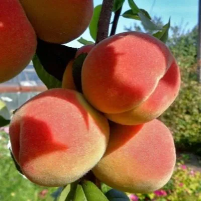 barhatnyy-sezon-main-224006