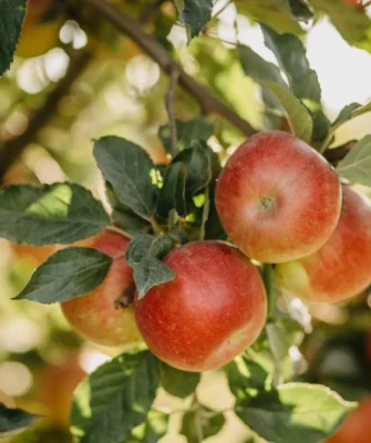 Башкирская красавица