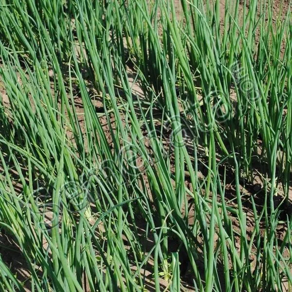 bayya-verde-2-222527