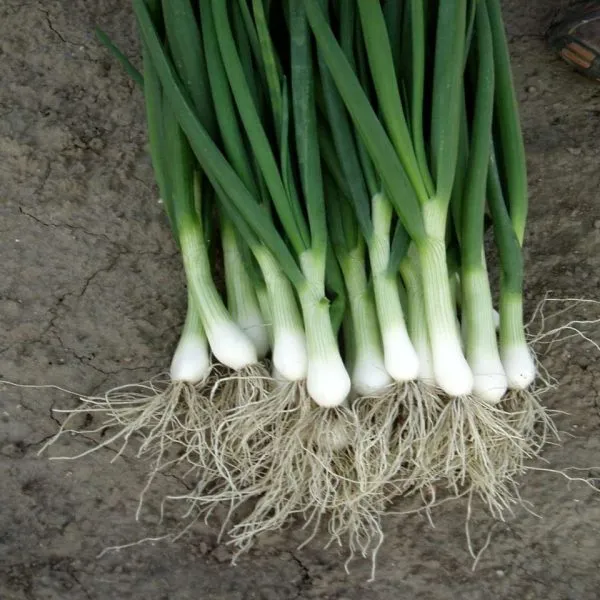 bayya-verde-3-222527