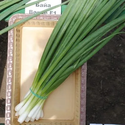 bayya-verde-5-222527