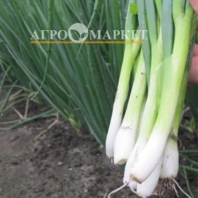 bayya-verde-6-222527