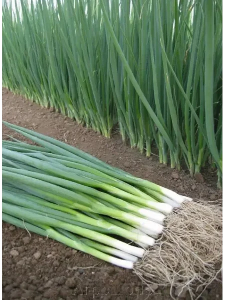 bayya-verde-main-222527