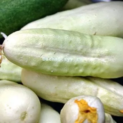 belyy-hrust-6-202030