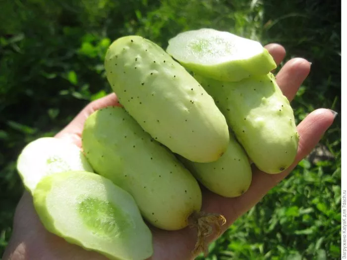 belyy-hrust-main-202030