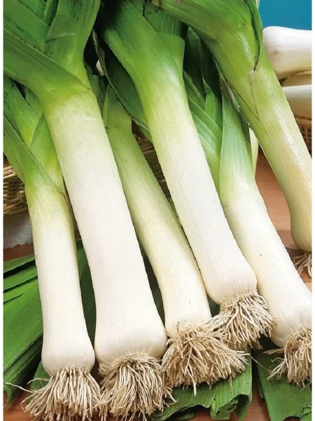 belyy-klyk-main-221698