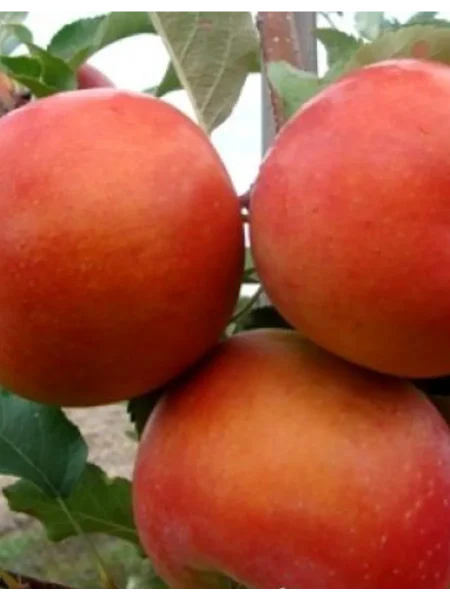 beni-shogun-1-219303