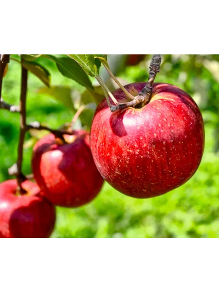 beni-shogun-2-219303