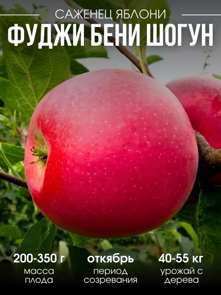 beni-shogun-3-219303