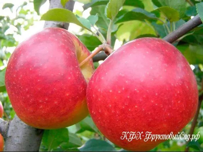 beni-shogun-4-219303