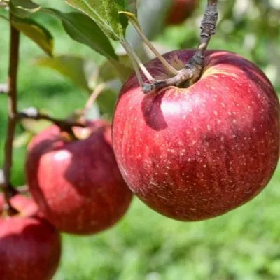 beni-shogun-7-219303