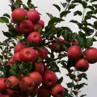 beni-shogun-8-219303