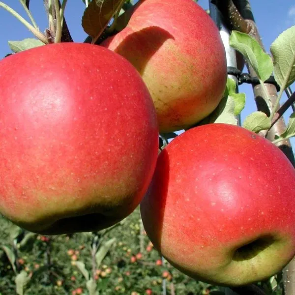 beni-shogun-main-219303