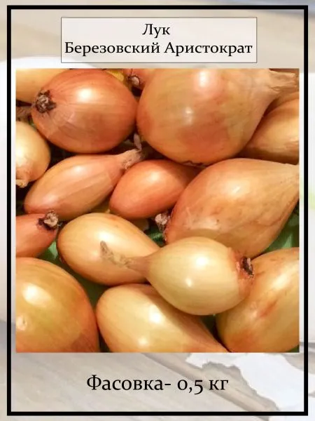 berezovskiy-aristokrat-2-222359